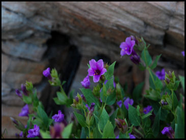 Four O'Clocks with rock background