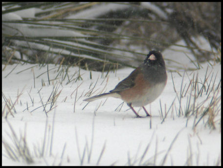 Junco in the Snow