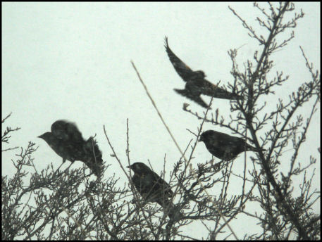 Perching in High Wind