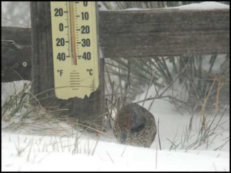 Flicker Below Freezing