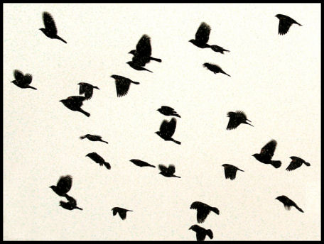 In Flight