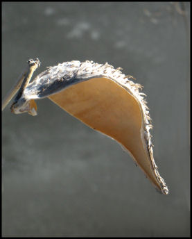 Spent Seed Pod