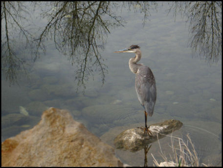 Heron About to Take Wing