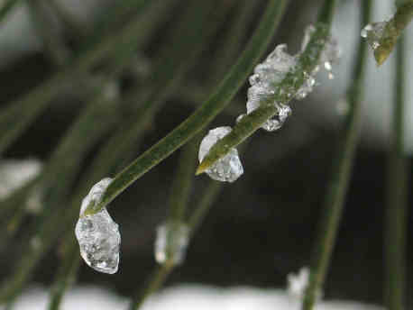Ice on a Pine Needle