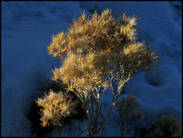 Rabbit Brush