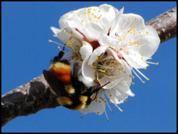 Bumble Bee on Apricot Blossom