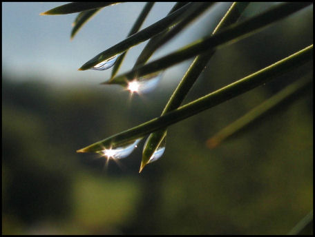 Dew Drop Lens