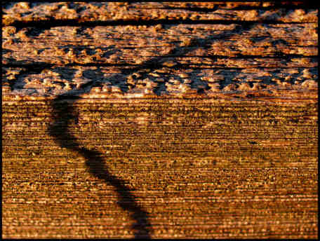 Shadow of grass stalk bent around corner of wooden fence